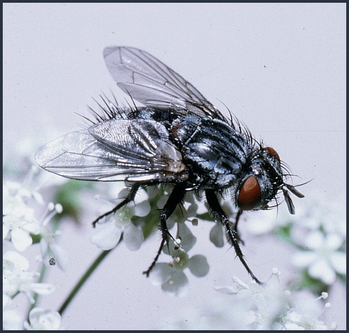 Adult of Masicera sphingivora, Germany. Photo: © Tony Pittaway.