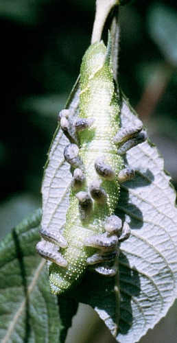 Larvae of Microplitis ocellatae emerging from a larva of Smerinthus ocellatus ocellatus, Oxfordshire, England. Photo: © Tony Pittaway.