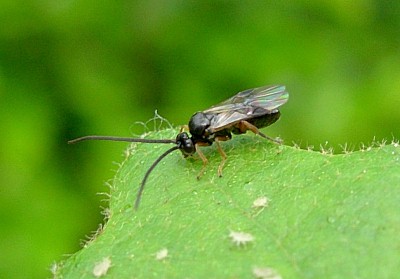 Adult Microplitis ocellatae, Oxfordshire, England. Photo: © Tony Pittaway.