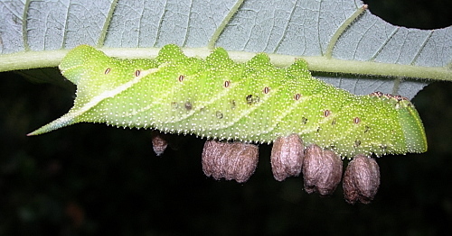 Cocoons of Microplitis ocellatae on a larva of Smerinthus ocellatus ocellatus, Oxfordshire, England. Photo: © Tony Pittaway.