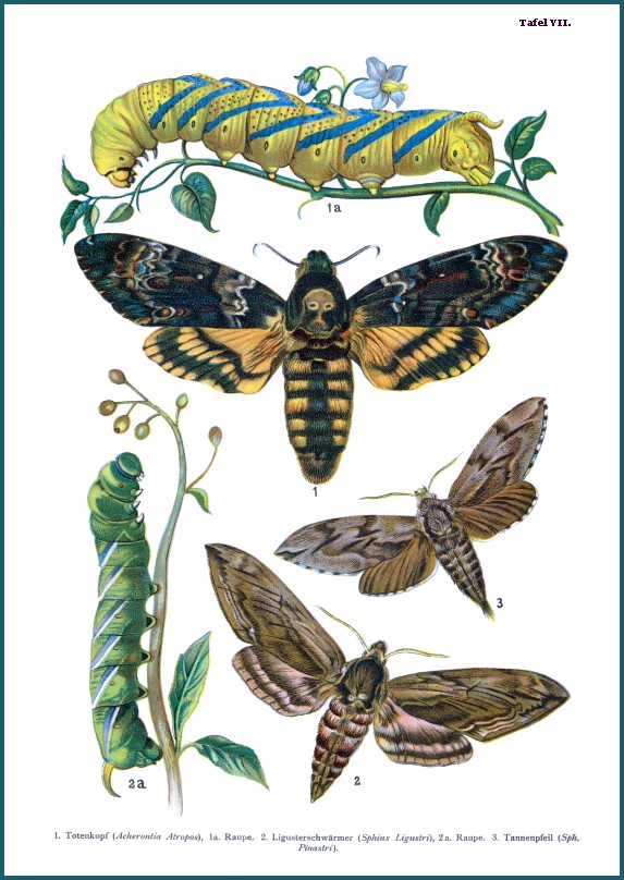 A plate from Nemos, ca. 1895.