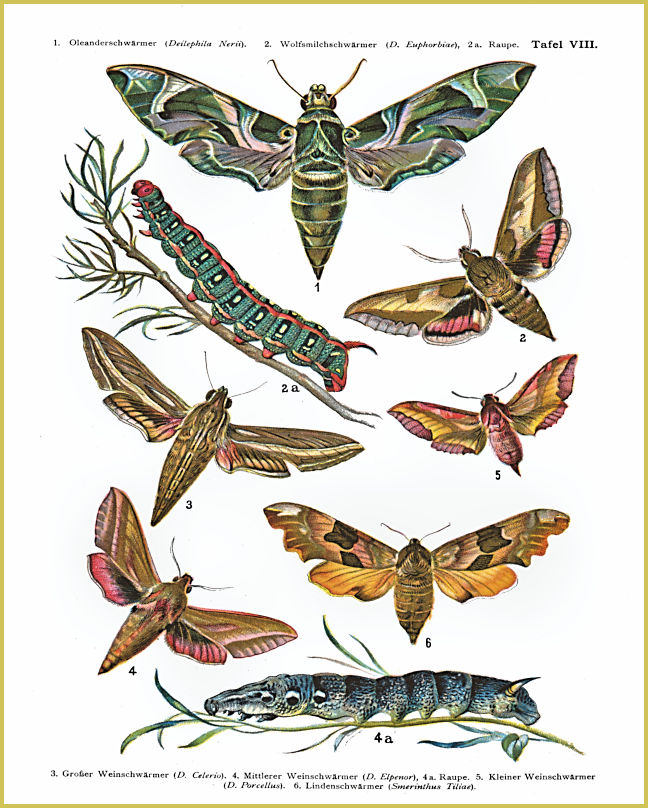 A plate from Nemos (ca. 1895).