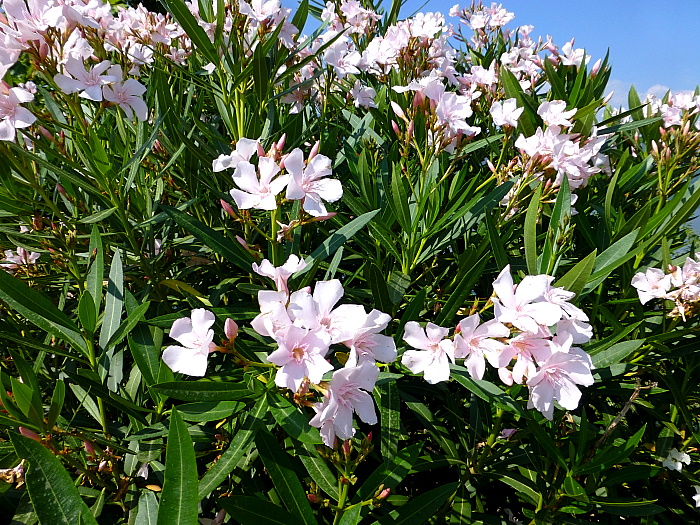 Nerium oleander, the main host of Daphnis nerii, Greece. Photo: © Tony Pittaway.