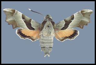 Female Proserpinus proserpina, Austria