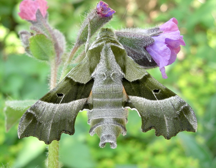 Adult Proserpinus proserpina, Catalonia, Spain. Photo: © Tony Pittaway.