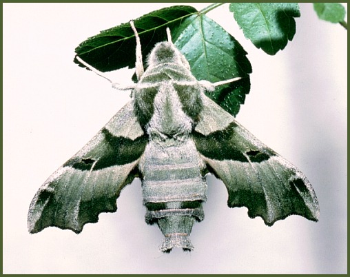 Adult Proserpinus proserpina, Morocco. Photo: © Tony Pittaway.