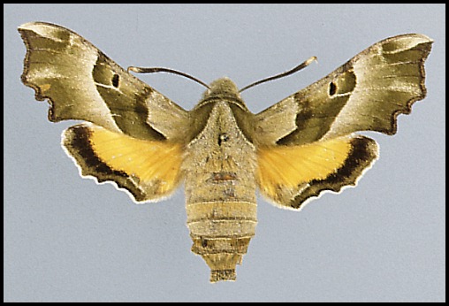 Adult Proserpinus proserpina, Shaartuz, Tajikistan. HOLOTYPE of Proserpinus proserpina japetus.