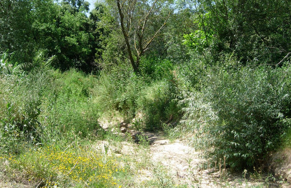 Typical riverine habitat of Proserpinus proserpina, Catalonia, Spain. Photo: © Ben Trott.