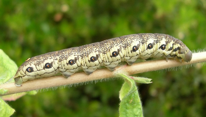 Full-grown brown form larva of Proserpinus proserpina, Catalonia, Spain. Photo: © Tony Pittaway.