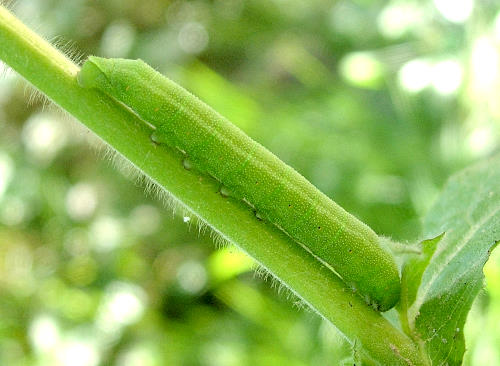Fourth instar green larva of Proserpinus proserpina, Catalonia, Spain. Photo: © Ben Trott.