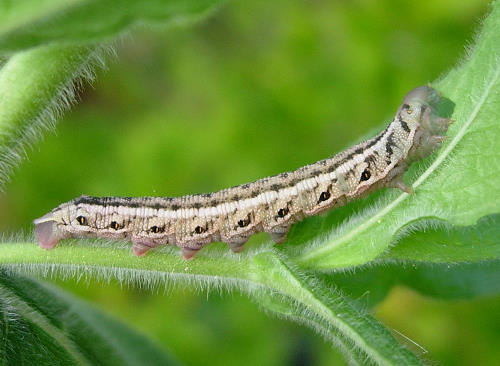 Fourth instar brown larva of Proserpinus proserpina, Catalonia, Spain. Photo: © Ben Trott.