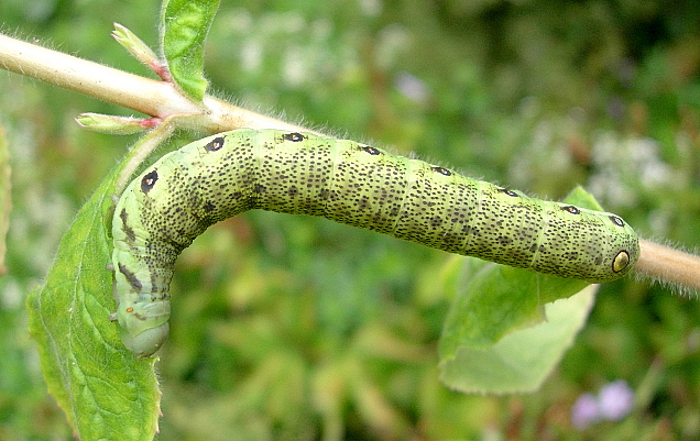 Full-grown green form larva of Proserpinus proserpina, Catalonia, Spain. Photo: © Tony Pittaway.