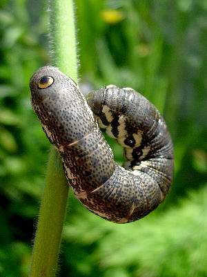 Full-grown brown form larva of Proserpinus proserpina, Catalonia, Spain. Photo: © Ben Trott.