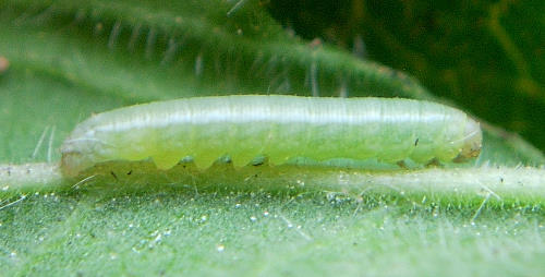 First instar larva of Proserpinus proserpina, Catalonia, Spain. Photo: © Ben Trott.