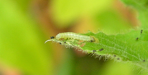 First instar larva of Proserpinus proserpina, Catalonia, Spain. Photo: © Tony Pittaway.