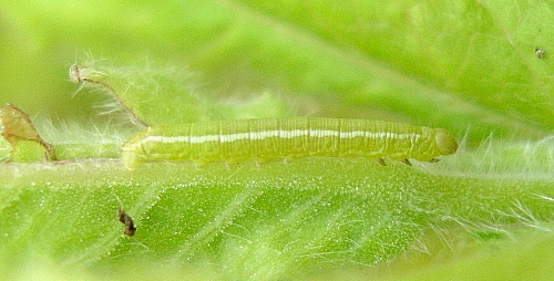 Second instar larva of Proserpinus proserpina (yellow form), Catalonia, Spain. Photo: © Tony Pittaway.