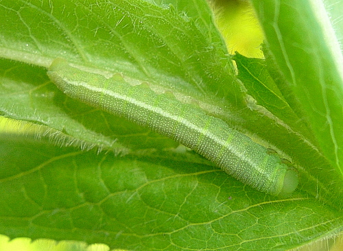 Third instar larva of Proserpinus proserpina, Catalonia, Spain. Photo: © Tony Pittaway.