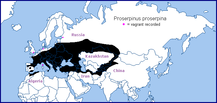 Global distribution of Proserpinus proserpina. Map: © Tony Pittaway.