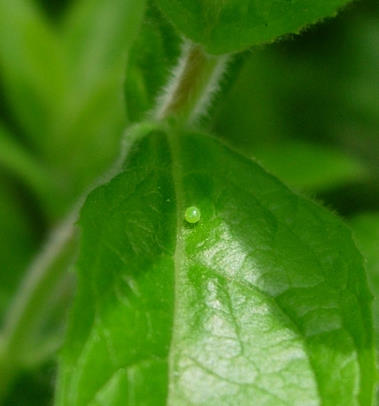 Egg of Proserpinus proserpina, Catalonia, Spain. Photo: © Ben Trott.