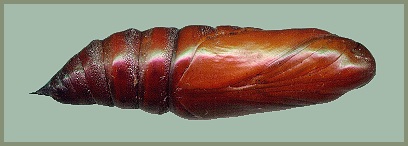 Pupa of Proserpinus proserpina, southern France. Photo: © Tony Pittaway.