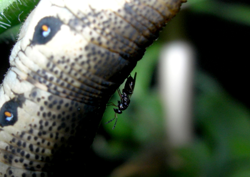 Final instar larva of Proserpinus proserpina being attacked by a Chalcidoid wasp. Photo: © Tony Pittaway.