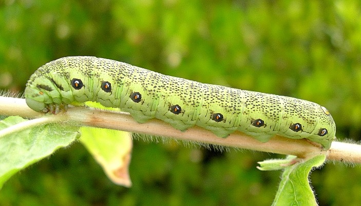 Full-grown green form larva of Proserpinus proserpina, Catalonia, Spain. Photo: © Tony Pittaway.