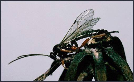 Adult of Pimpla illecebrator, England. Photo: © Tony Pittaway.