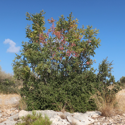 Pistacia terebinthus, the main host of Akbesia davidi, Silifke, Mersin Province, Turkey, 14.ix.2021. Photo: © Vyacheslav Ivonin & Yanina Ivonina