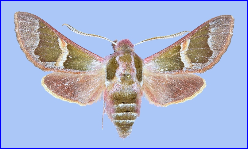 Male Rethera brandti brandti, 10km NW Natanz, near Kashan, Esfahan Province, Iran, 1200m, 23.iv.2009. Photo: © Robert Young, Sphingidae Taxonomic Inventory, NHMUK, leg. J. Babics & T. Csovari.