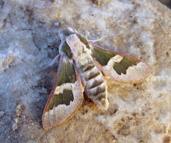 Male Rethera brandti brandti, near Kashan, Esfahan Province, Iran. Photo: © Gergely Petrány.