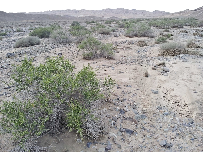 Typical habitat of Rethera brandti brandti, near Kashan, Esfahan Province, Iran. Photo: © Jean Haxaire.