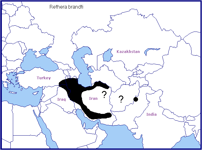 Global distribution of Rethera brandti. Map: © Tony Pittaway.