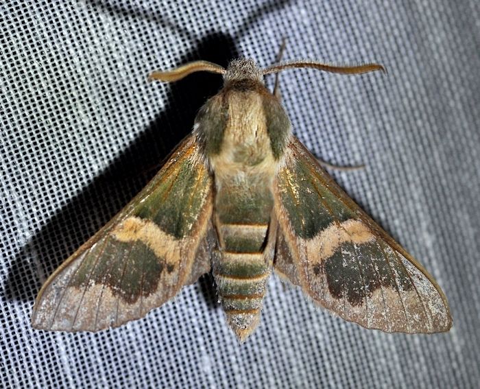 Male Rethera brandti euteles, Jahrom, Fars Province, Iran, 1100m, 17.iv.2014. Photo: © Jean Haxaire.