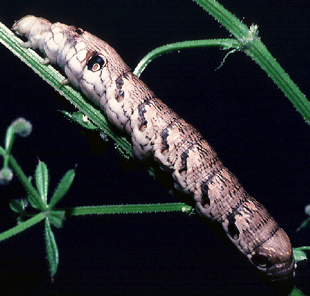 Full-grown larva of Rethera komarovi rjabovi, Shiraz, Iran. Photo: © Tony Pittaway.