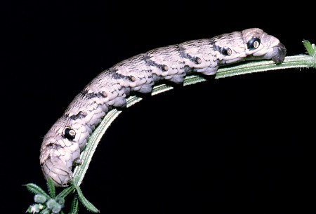 Full-grown larva of Rethera komarovi rjabovi, Shiraz, Iran, 1984. Photo: © Tony Pittaway.