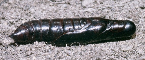 Pupa of Rethera komarovi rjabovi, Shiraz, Iran, 1984. Photo: © Tony Pittaway