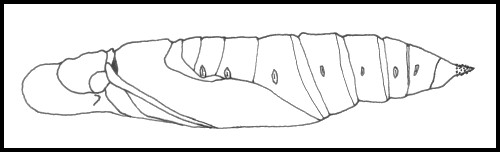 Pupa of Rethera komarovi rjabovi, Shiraz, Iran. Image: © Tony Pittaway