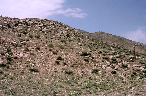 Typical habitat of Rethera komarovi rjabovi, Shiraz, Iran. Photo: © Tony Pittaway.