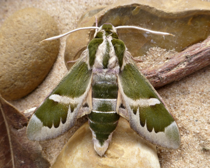 Male Rethera komarovi stipularis, Charyn, Almaty region, Kazakhstan, bred 2018/19, leg. Serge Yevdoshenko. Photo: © Tony Pittaway.