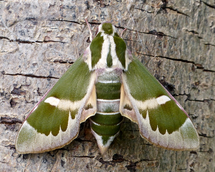 Female Rethera komarovi stipularis, Charyn, Almaty region, Kazakhstan, bred 2018/19, leg. Serge Yevdoshenko. Photo: © Tony Pittaway.