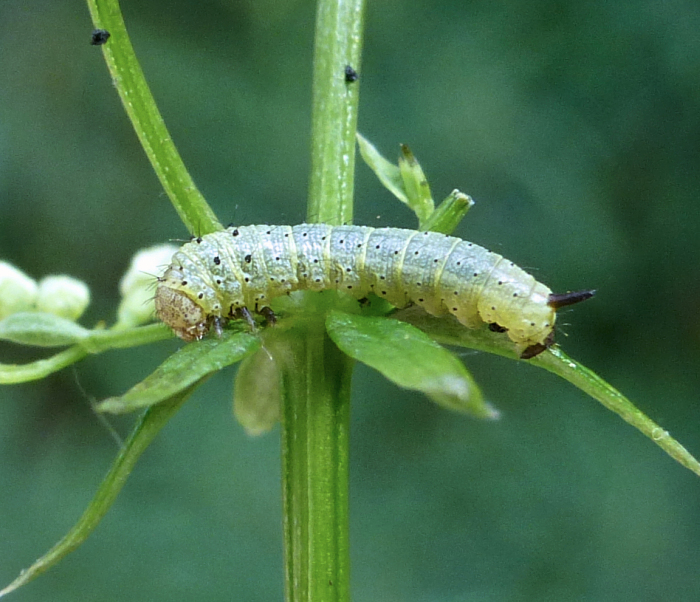 First instar larva of Rethera komarovi stipularis, Charyn, Almaty region, Kazakhstan, bred 2017/18, leg. Serge Yevdoshenko. Photo: © Tony Pittaway.