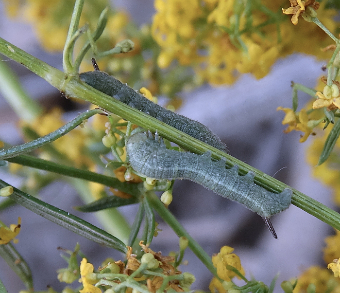 Third instar larva of Rethera komarovi stipularis, Charyn, Almaty region, Kazakhstan, bred 2017/18. Photo: © Serge Yevdoshenko.