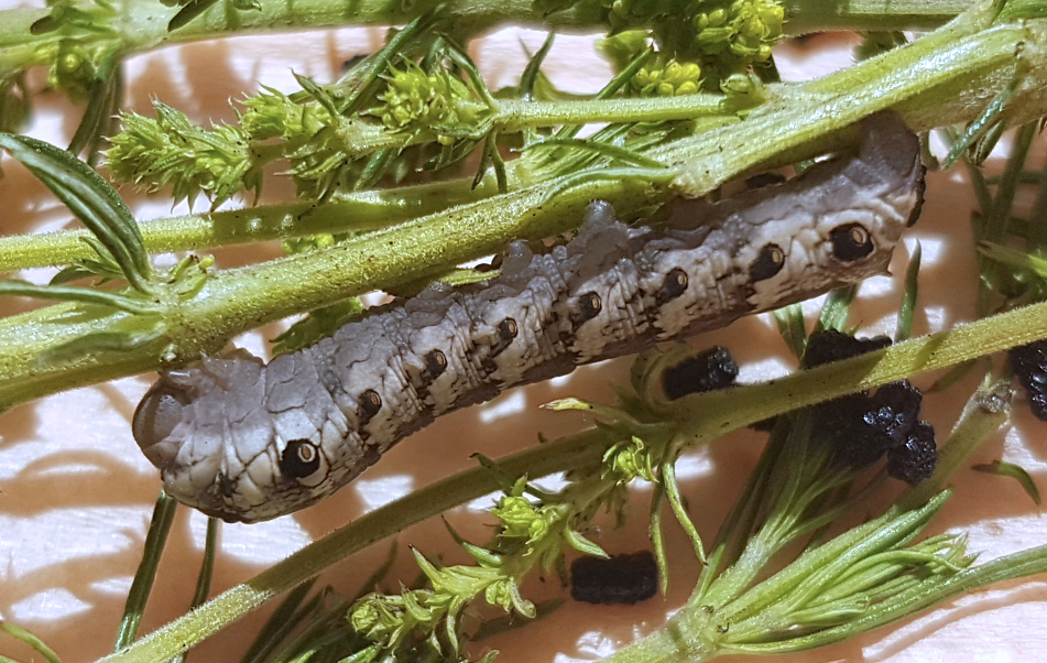 Final instar larva of Rethera komarovi stipularis, Charyn, Almaty region, Kazakhstan, bred 2017/18. Photo: © Serge Yevdoshenko.