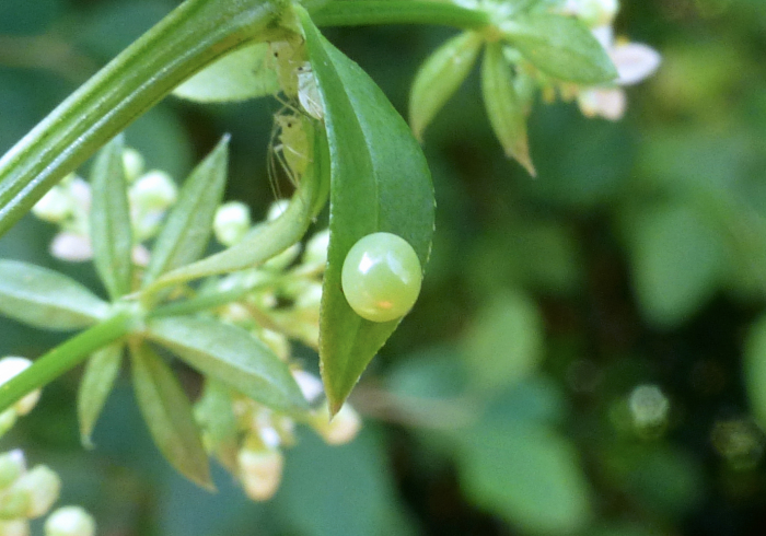 Egg of Rethera komarovi stipularis, Charyn, Almaty region, Kazakhstan, bred 2018/19, leg. Serge Yevdoshenko. Photo: © Tony Pittaway.