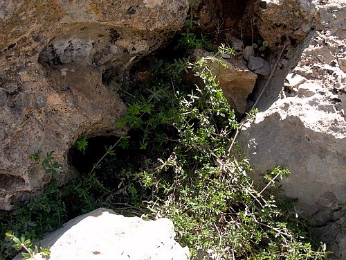 Hostplant (Rubia) of Rethera komarovi rjabovi in typical location, Mount Hermon, Israel/Syria. Photo: © Tony Pittaway.