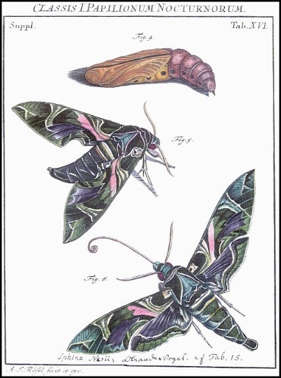 A plate from Rösel von Rosenhof.