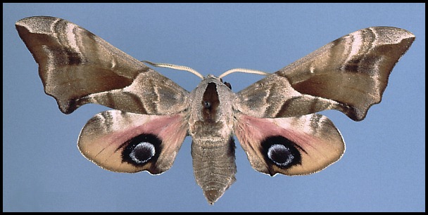 Male Smerinthus ocellatus atlanticus, Meridje, Algeria. LECTOTYPE.