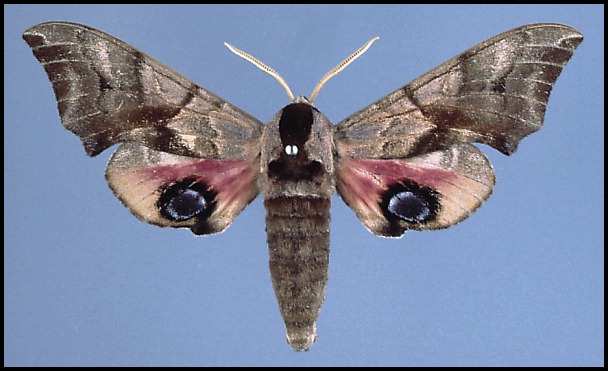 Male Smerinthus ocellatus atlanticus, Ponte Leccia, Corsica (spring form).