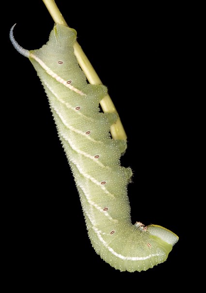 Full-grown larva of Smerinthus ocellatus atlanticus, Morocco. Photo: © Frank Deschandol.