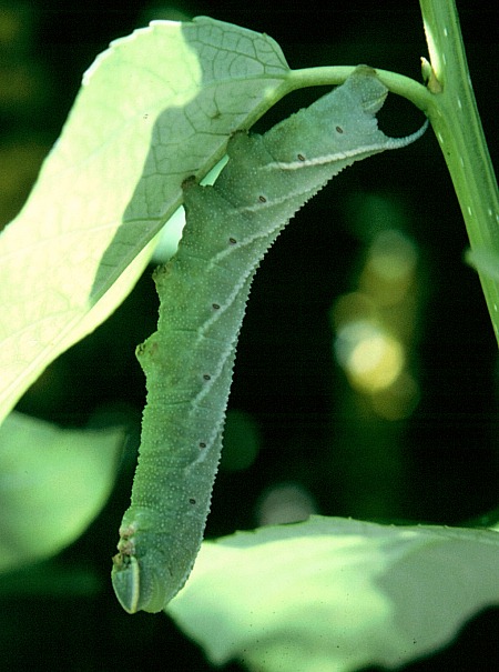 Full-grown larva of Smerinthus ocellatus atlanticus, Morocco. Photo: © Tony Pittaway